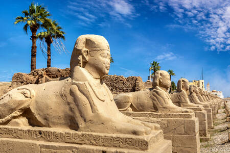 Avenue of the Sphinxes, Luxor