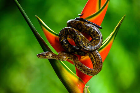 Змия върху тропическо цвете