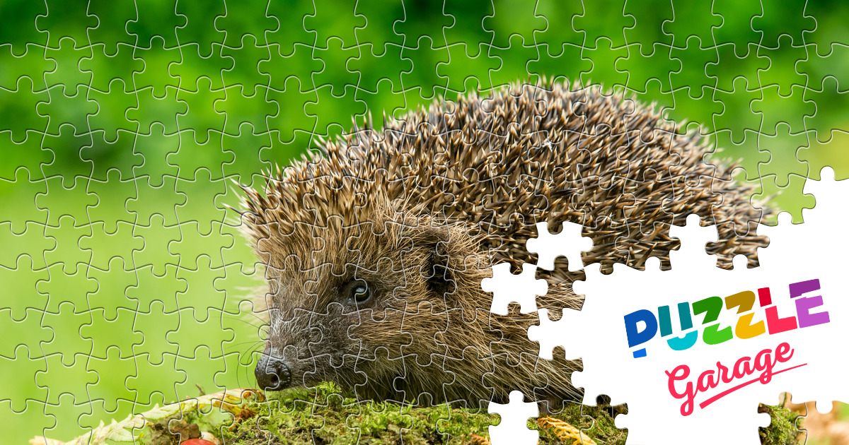 Wild hedgehog Jigsaw Puzzle (Animals, Mammals) | Puzzle Garage