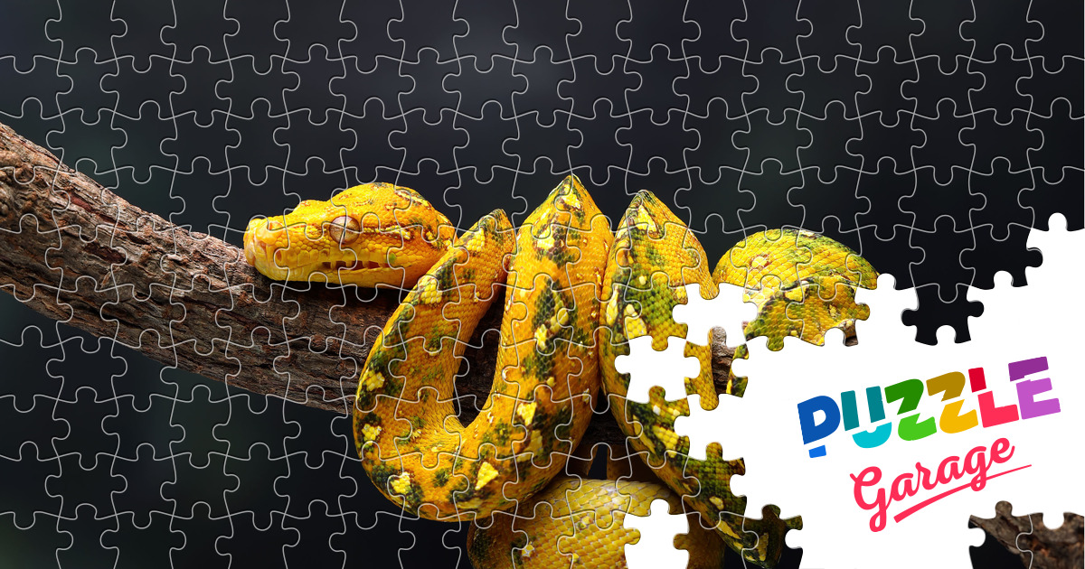 Tree python Jigsaw Puzzle (Animals, Reptiles) | Puzzle Garage