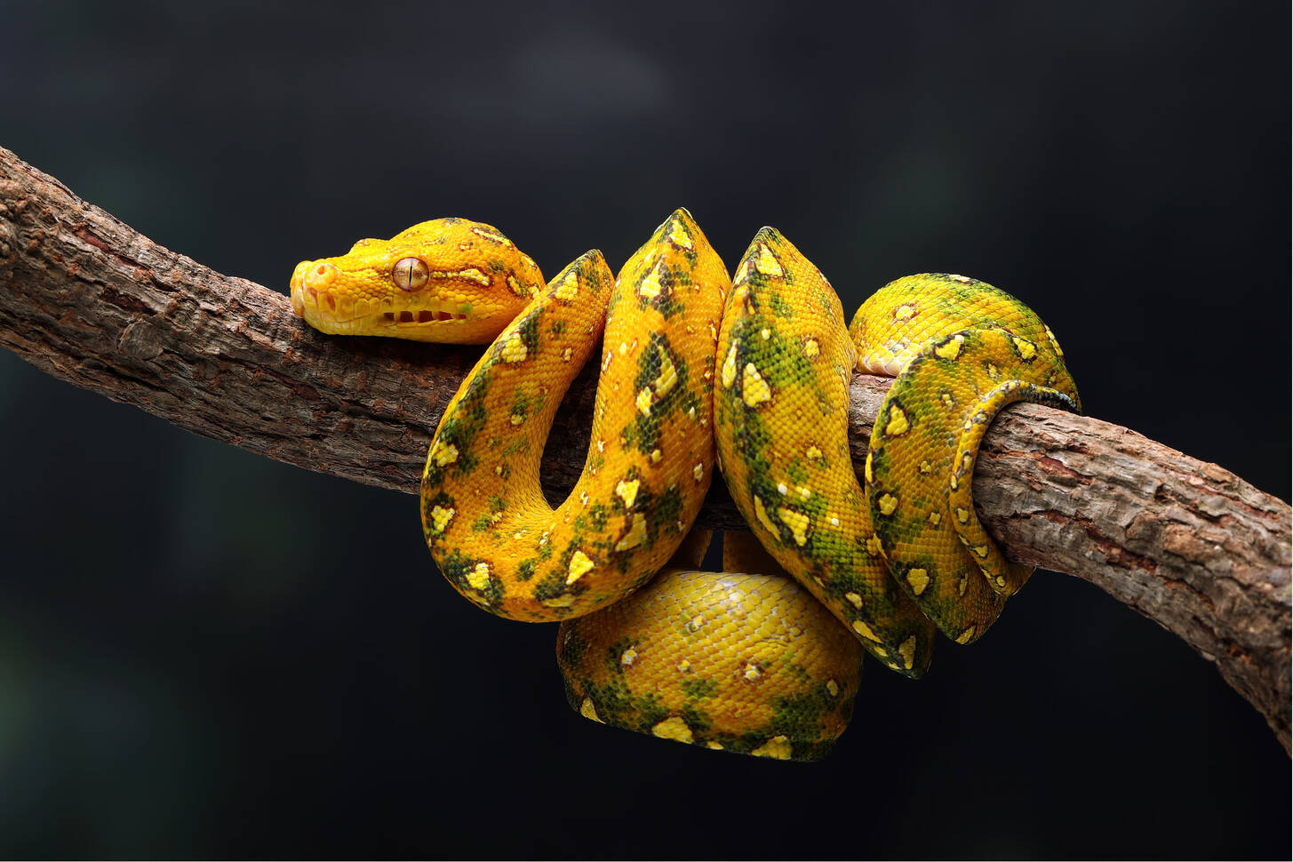 Tree python Jigsaw Puzzle (Animals, Reptiles) | Puzzle Garage