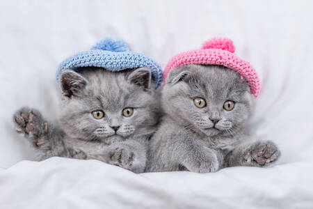 Kittens in knitted hats