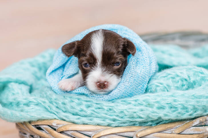 Cachorro em um cobertor
