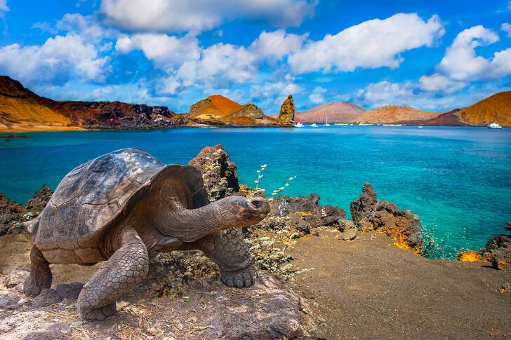 Черепаха на острові