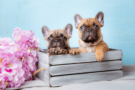 French bulldog puppies in a crate
