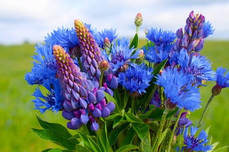 Bouquet of cornflowers and lupins