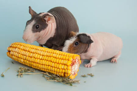 Magere cavia's
