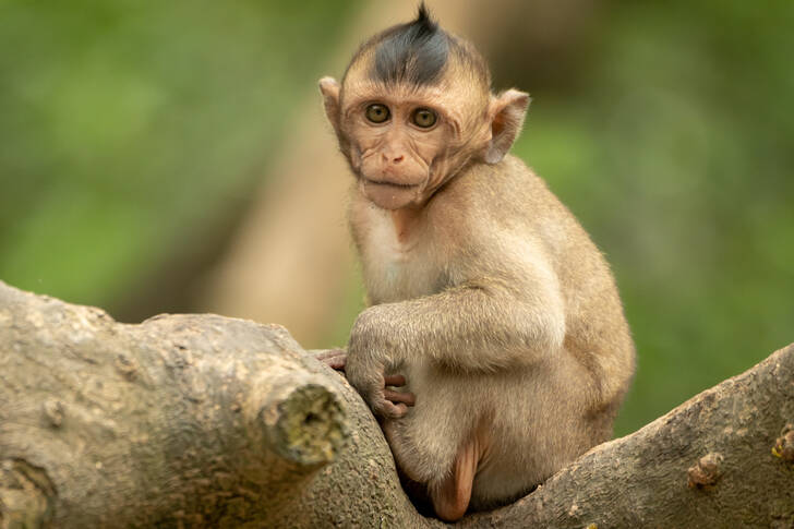 Bébé macaque sur un arbre