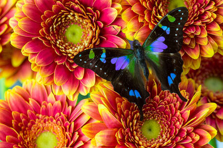 Papillon sur chrysanthèmes