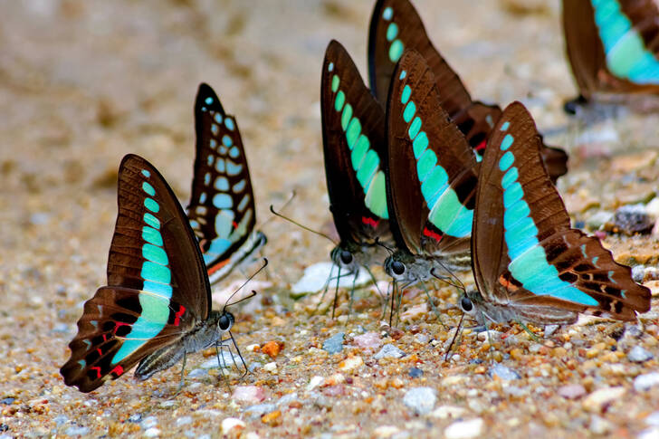 Tropiska fjärilar