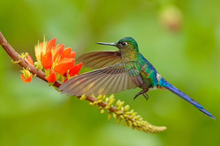 Hummingbird över en blomma