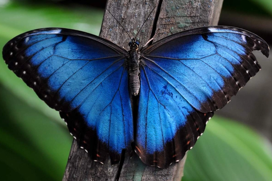 Blauer Schmetterling