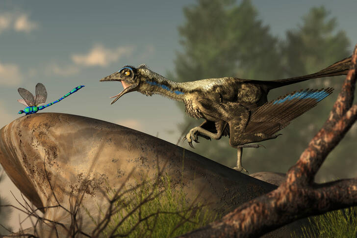 Archaeopteryx jagar en trollslända