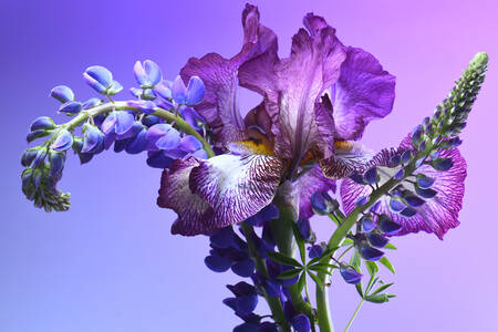 Iris och lupiner