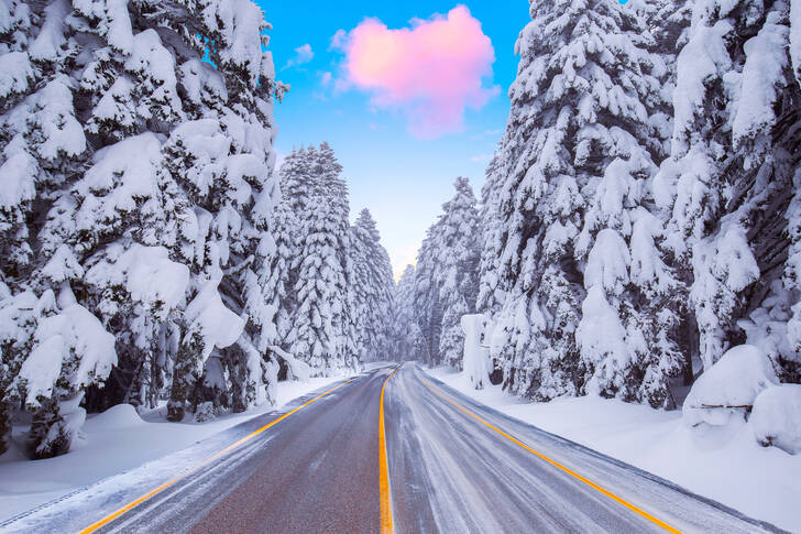 Estrada em uma floresta nevada