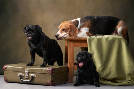 Beagle och två mopsar