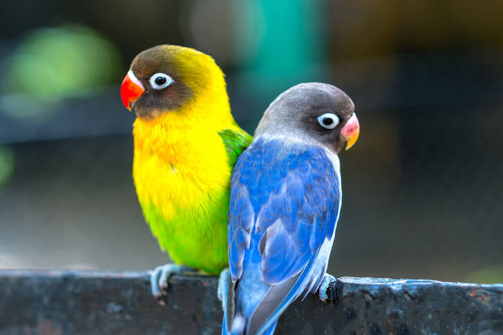 Blauwe en gele papegaaien