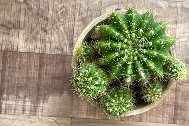Kaktusz egy edényben