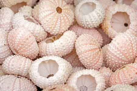 Conchas de ouriço-do-mar