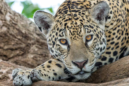 Jaguar op boomstammen