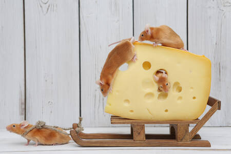 Ratones y queso