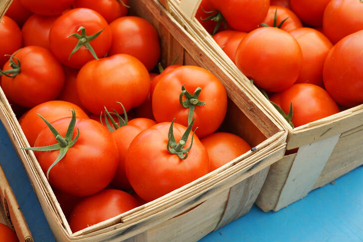 Fresh tomatoes in a basket