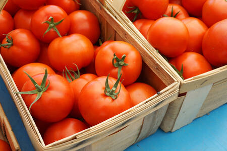 Tomates frescos en una canasta