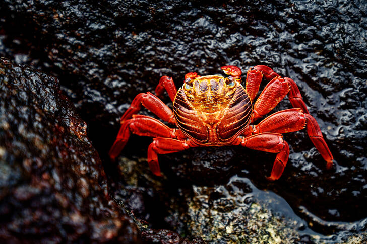 Krab op een zwarte rots