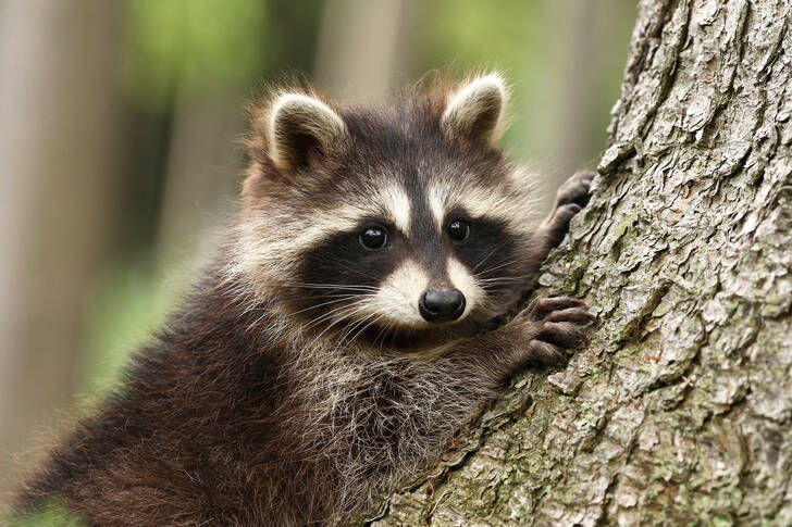 Raccoon on a tree