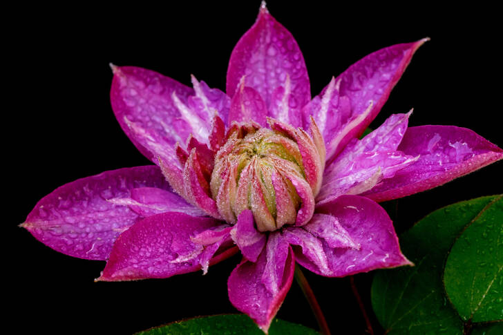 Clematis op een zwarte achtergrond