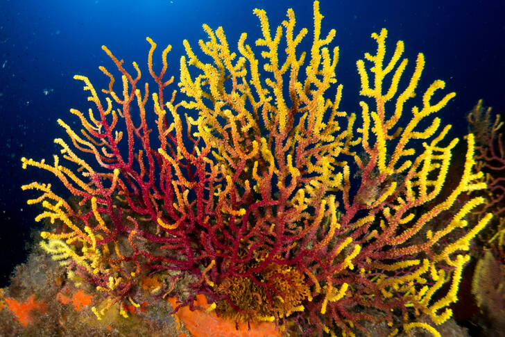 Yellow-red corals