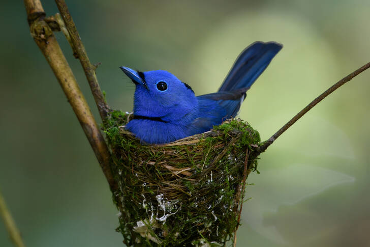 Blue bird in the nest