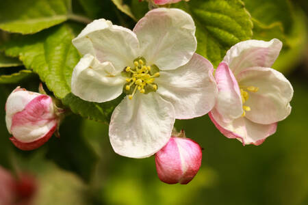 Äppelträd blommor