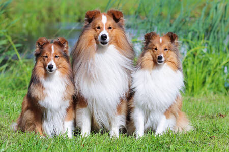 Shetland Sheepdogs