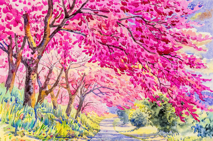 Pink wild himalayan cherry trees