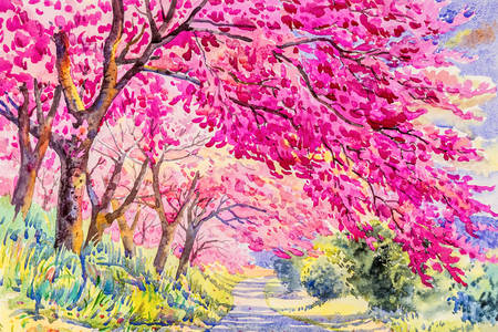 Alberi di ciliegio himalayano selvatici rosa