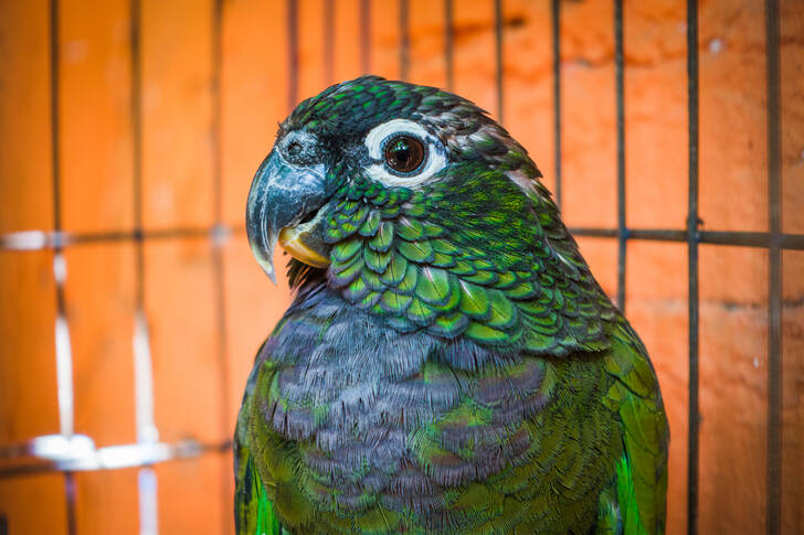 Pearly Red-Tailed Parrot