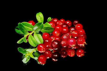 Cranberries on a black background
