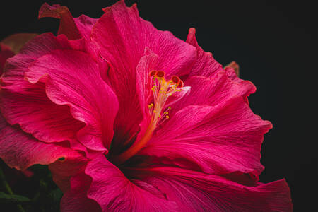 Floare de hibiscus pe fundal negru