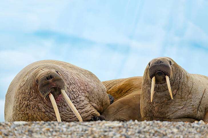 ניבתנים על החוף