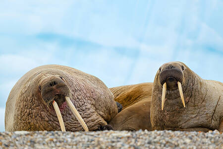 Walruses on the shore