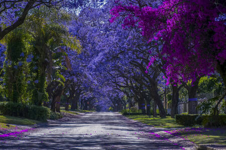 Una carretera bordeada de árboles de jacarandá en flor