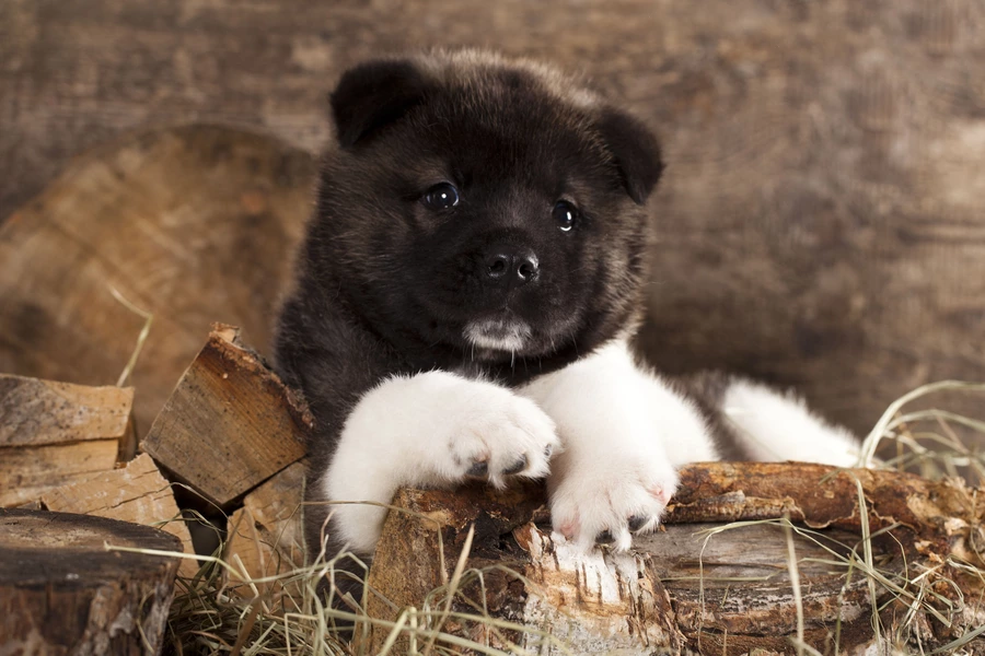 Amerikkalainen akita-pentu