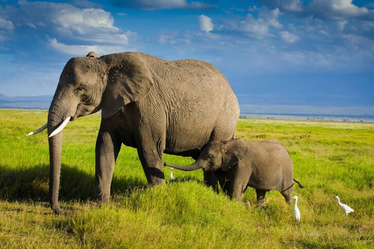 Elephant with a baby