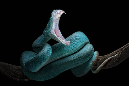 Vipera dal labbro bianco