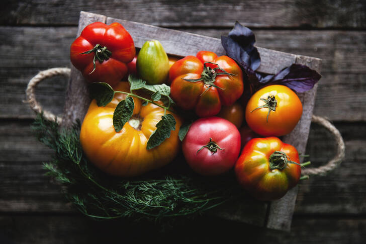 Ripe tomatoes of various colors