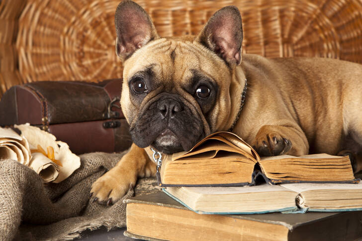 French Bulldog and books
