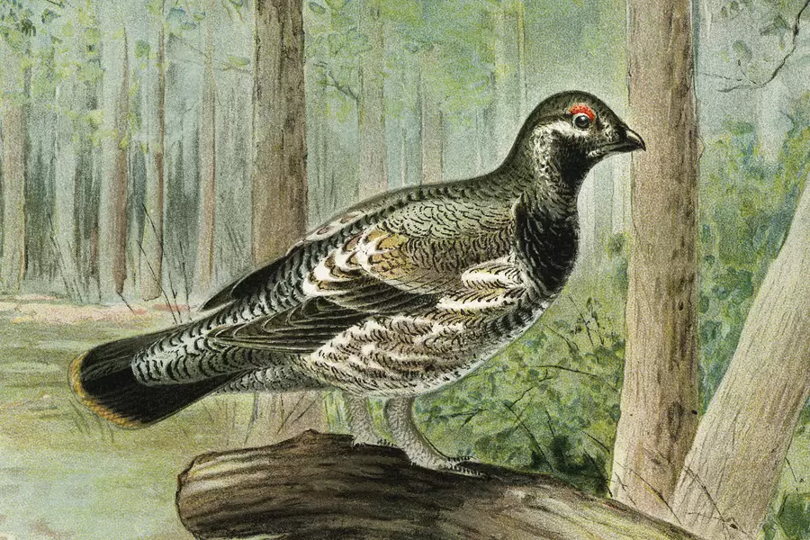 Pardwa