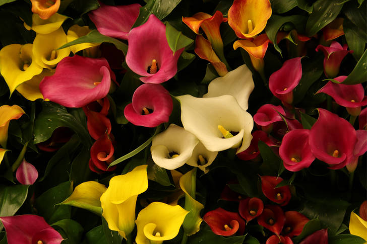 Calla lilies of different colors