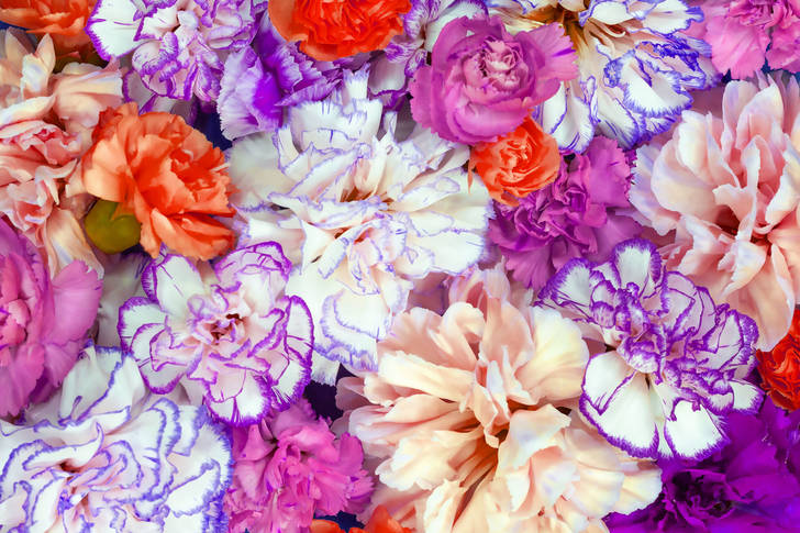 Colorful carnations